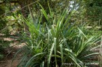 glossary-pandanus